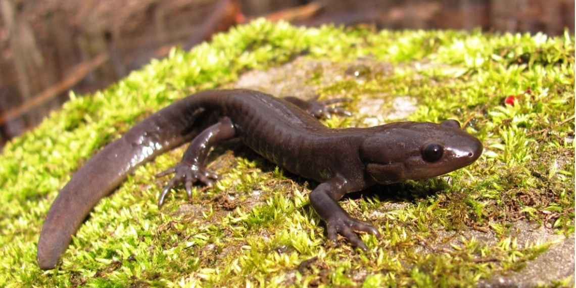 Jefferson salamander