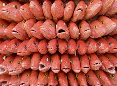 Frozen Fish at a Market Stand