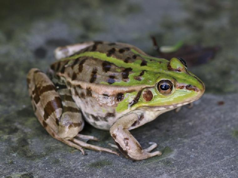 A picture of a frog