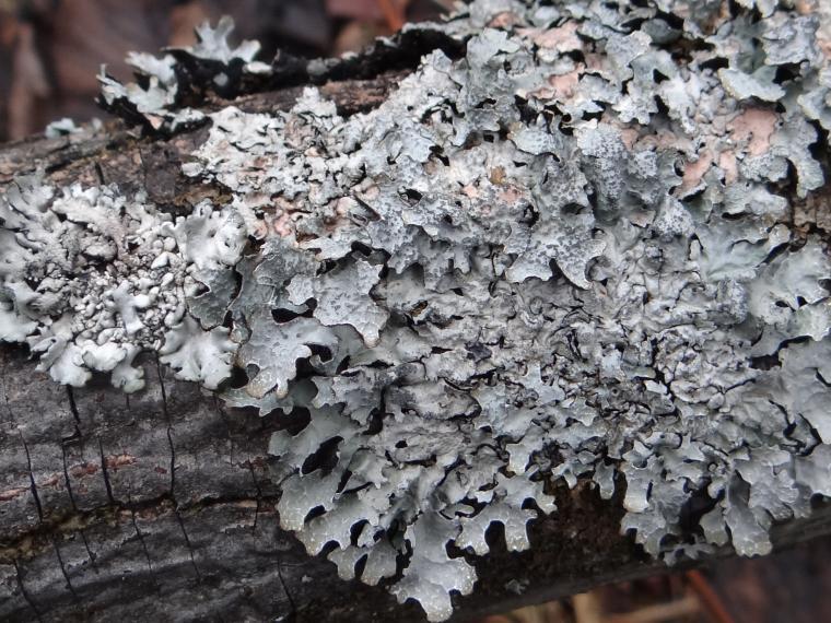 Parmelia sulcata, a type of lichen found in Guelph city parks (photo by J. Opiola)