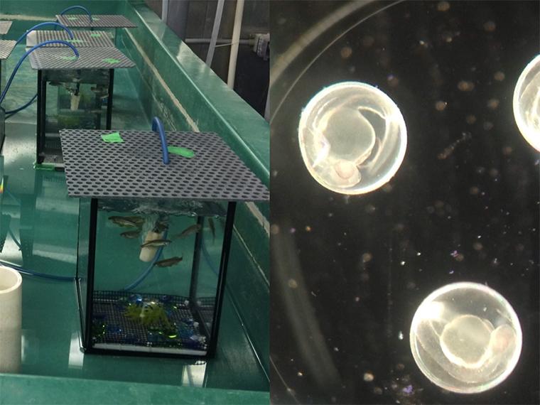 Adult zebrafish in tanks at the Hagen Aqualab (left) and developing embryos (right) (photo credit: J. Matsumoto)