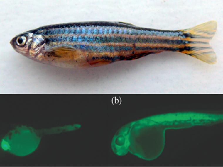 Zebrafish are a common study animal in labs. Genetically altered individuals are typically labelled with a fluorescent protein gene so they can be easily identified [Photo credit: (top) Pogrebnoj-Alexandroff CC BY-SA 3.0; (bottom) Todd Gillis]