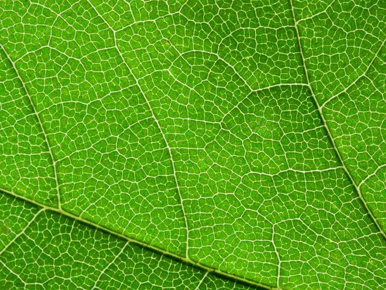 A close-up of a green leaf