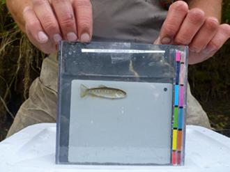 An juvenile trout in a photo cuvette, awaiting genetic identification (photo by E. Mandeville)