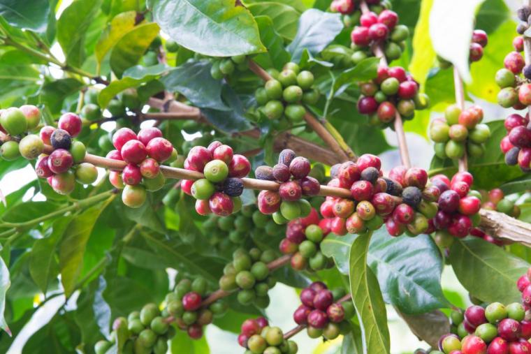 Coffee fruits ripening on a branch