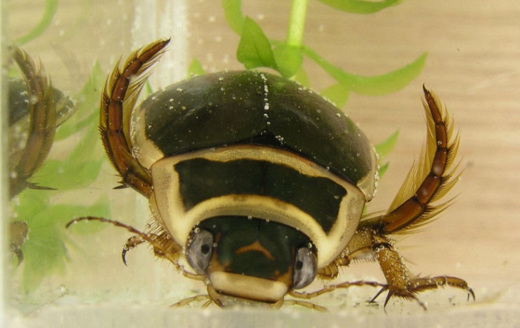 A member of the predaceous diving beetle family Dystiscidae.