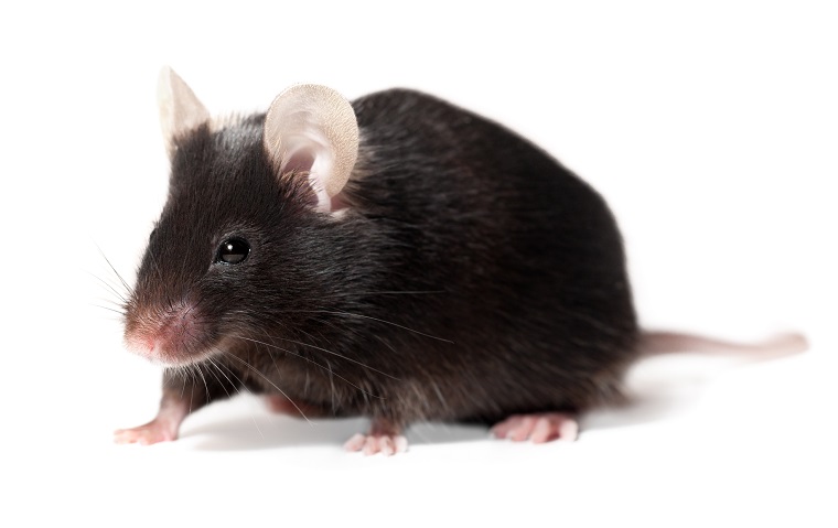A C57Bl/6 mouse, one of the most commonly used mouse strains in biomedical research