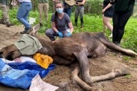 Wildlife biologists treating a moose