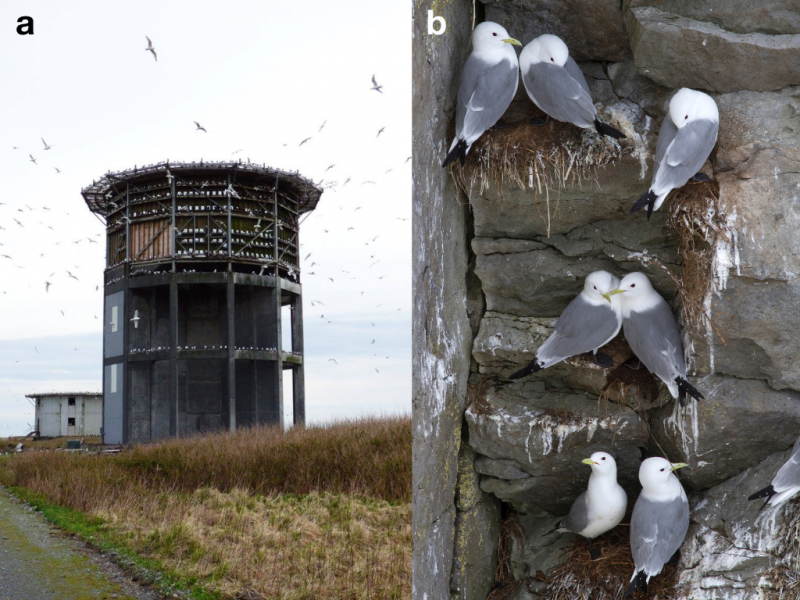 Cylindrical radar tower (left) and kittiwakes (right)