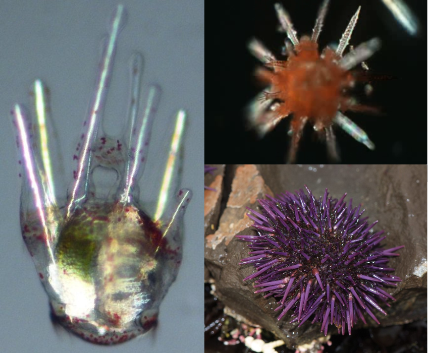 Sea urchins at different stages of development