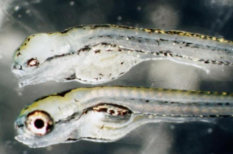 Zebrafish embryos