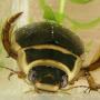 Aquatic beetle up close