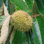 Upclose image of the American chestnut