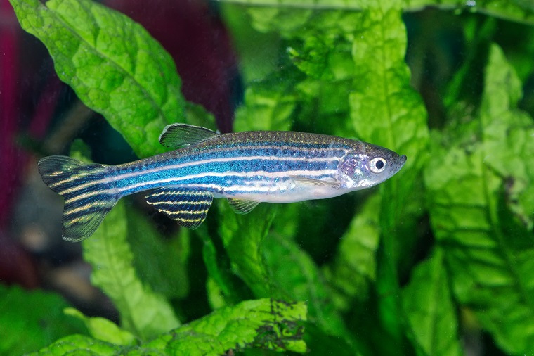 An adult zebrafish with algae in the background.