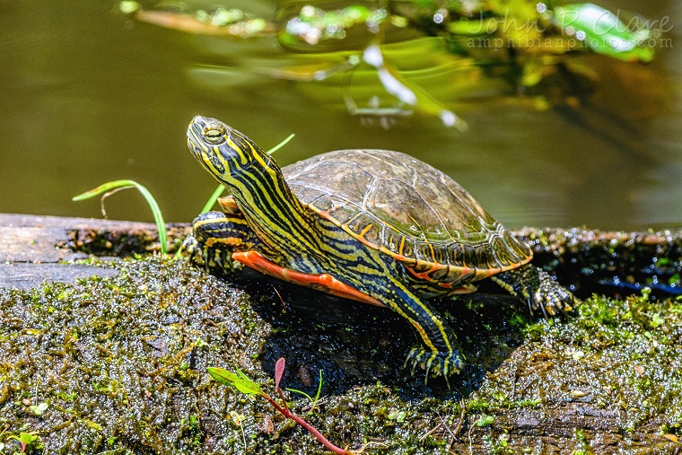 A western painted turtle (image by John P. Clare, CC BY-NC-ND 2.0)